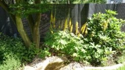 Przewalskis Kerzen-Goldkolben 12 Przewalskis Kerzen-Goldkolben -Günstiges Garten Zart Geschäft przewalskis kerzen goldkolben m001656 428005 1