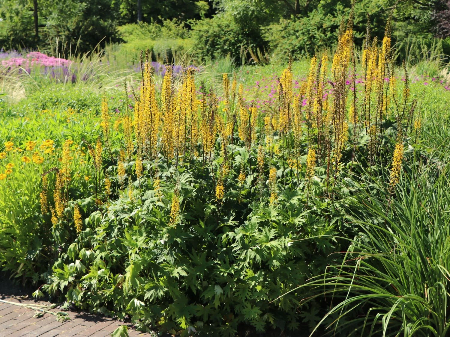 Przewalskis Kerzen-Goldkolben 3 Przewalskis Kerzen-Goldkolben