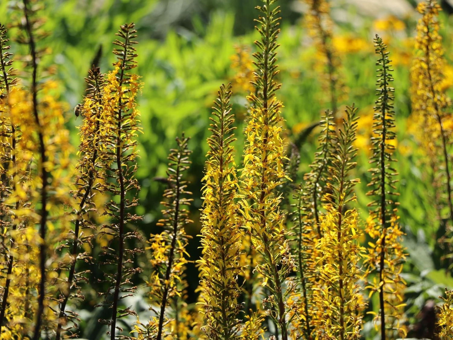 Przewalskis Kerzen-Goldkolben 5 Przewalskis Kerzen-Goldkolben – Bild 3