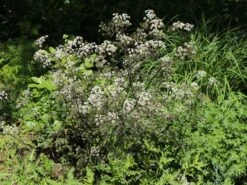 Purpur-Wiesen-Kerbel 'Ravenswing'