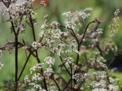 Purpur-Wiesen-Kerbel 'Ravenswing' -Günstiges Garten Zart Geschäft purpur wiesen kerbel ravenswing m076822 w 1