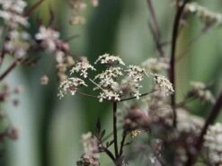 Purpur-Wiesen-Kerbel 'Ravenswing' -Günstiges Garten Zart Geschäft purpur wiesen kerbel ravenswing m076822 w 2