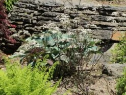 Purpur-Wiesen-Kerbel 'Ravenswing' -Günstiges Garten Zart Geschäft purpur wiesen kerbel ravenswing m076822 w 3