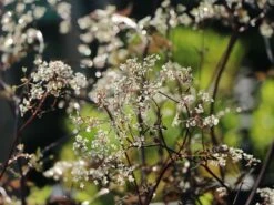 Purpur-Wiesen-Kerbel 'Ravenswing' -Günstiges Garten Zart Geschäft purpur wiesen kerbel ravenswing m076822 w 4