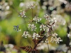 Purpur-Wiesen-Kerbel 'Ravenswing' -Günstiges Garten Zart Geschäft purpur wiesen kerbel ravenswing m076822 w 5