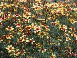 Quirlblättriges Mädchenauge 'Bengal Tiger' -Günstiges Garten Zart Geschäft quirlblaettriges maedchenauge bengal tiger m081862 w 0