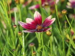 Quirlblättriges Mädchenauge 'Bengal Tiger' -Günstiges Garten Zart Geschäft quirlblaettriges maedchenauge bengal tiger m081862 w 1