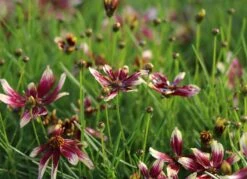 Quirlblättriges Mädchenauge 'Bengal Tiger' -Günstiges Garten Zart Geschäft quirlblaettriges maedchenauge bengal tiger m081862 w 2