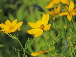 Quirlblättriges Mädchenauge / Netzblattstern 'Imperial Sun' -Günstiges Garten Zart Geschäft quirlblaettriges maedchenauge netzblattstern imperial sun m081863 w 0