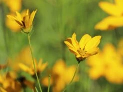 Quirlblättriges Mädchenauge / Netzblattstern 'Imperial Sun' -Günstiges Garten Zart Geschäft quirlblaettriges maedchenauge netzblattstern imperial sun m081863 w 1