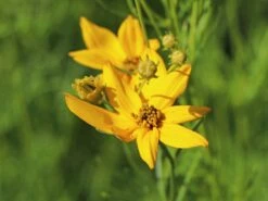 Quirlblättriges Mädchenauge / Netzblattstern 'Imperial Sun' -Günstiges Garten Zart Geschäft quirlblaettriges maedchenauge netzblattstern imperial sun m081863 w 3