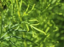 Quirlblättriges Mädchenauge / Netzblattstern 'Imperial Sun' -Günstiges Garten Zart Geschäft quirlblaettriges maedchenauge netzblattstern imperial sun m081863 w 4