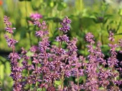 Quirlblütiger Salbei 'Endless Love' -Günstiges Garten Zart Geschäft quirlbluetiger salbei endless love m109924 w 0