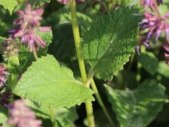 Quirlblütiger Salbei 'Endless Love' -Günstiges Garten Zart Geschäft quirlbluetiger salbei endless love m109924 w 1