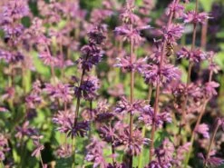 Quirlblütiger Salbei 'Endless Love' -Günstiges Garten Zart Geschäft quirlbluetiger salbei endless love m109924 w 2