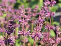 Quirlblütiger Salbei 'Endless Love' -Günstiges Garten Zart Geschäft quirlbluetiger salbei endless love m109924 w 3