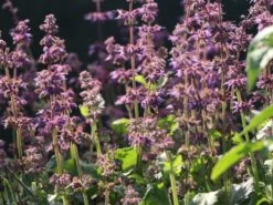 Quirlblütiger Salbei 'Endless Love' -Günstiges Garten Zart Geschäft quirlbluetiger salbei endless love m109924 w 5