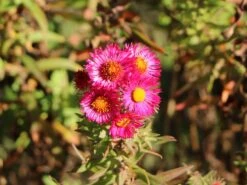 Raublatt-Aster 'Lachsglut' -Günstiges Garten Zart Geschäft raublatt aster lachsglut m057797 w 1