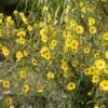 Riesen-Sonnenblume 'Simon Wiesenthal' -Günstiges Garten Zart Geschäft riesen sonnenblume m108589 h 0
