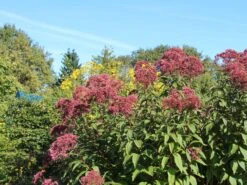 Riesen Wasserdost 'Riesenschirm'