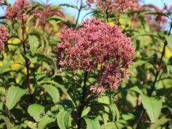 Riesen Wasserdost 'Riesenschirm' -Günstiges Garten Zart Geschäft riesen wasserdost riesenschirm m044740 w 0