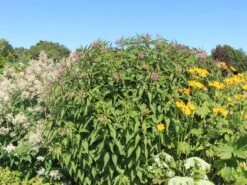 Riesen Wasserdost 'Riesenschirm' -Günstiges Garten Zart Geschäft riesen wasserdost riesenschirm m044740 w 1