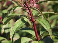 Riesen Wasserdost 'Riesenschirm' -Günstiges Garten Zart Geschäft riesen wasserdost riesenschirm m044740 w 2