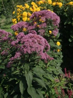 Riesen Wasserdost 'Riesenschirm' -Günstiges Garten Zart Geschäft riesen wasserdost riesenschirm m044740 w 3