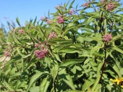 Riesen Wasserdost 'Riesenschirm' -Günstiges Garten Zart Geschäft riesen wasserdost riesenschirm m044740 w 4