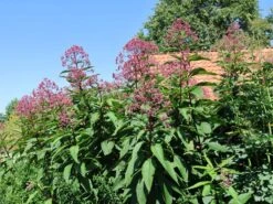 Riesen Wasserdost 'Riesenschirm' -Günstiges Garten Zart Geschäft riesen wasserdost riesenschirm m044740 w 5