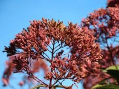 Riesen Wasserdost 'Riesenschirm' -Günstiges Garten Zart Geschäft riesen wasserdost riesenschirm m044740 w 6