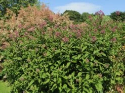 Riesen Wasserdost 'Riesenschirm' -Günstiges Garten Zart Geschäft riesen wasserdost riesenschirm m044740 w 7