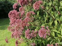 Riesen Wasserdost 'Riesenschirm' -Günstiges Garten Zart Geschäft riesen wasserdost riesenschirm m044740 w 9