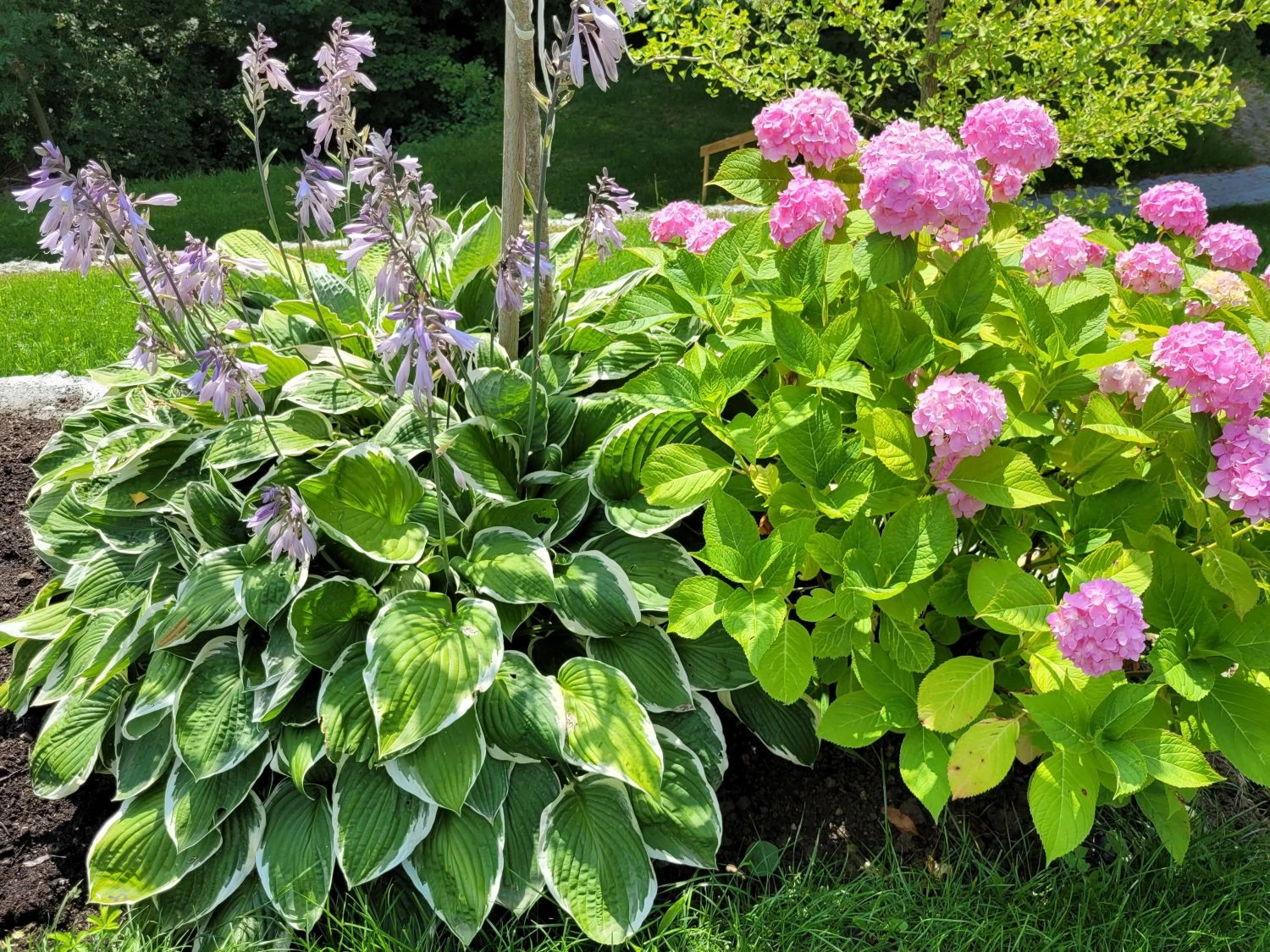 Riesen Weißrand Funkie 10 Riesen Weißrand Funkie – Bild 8