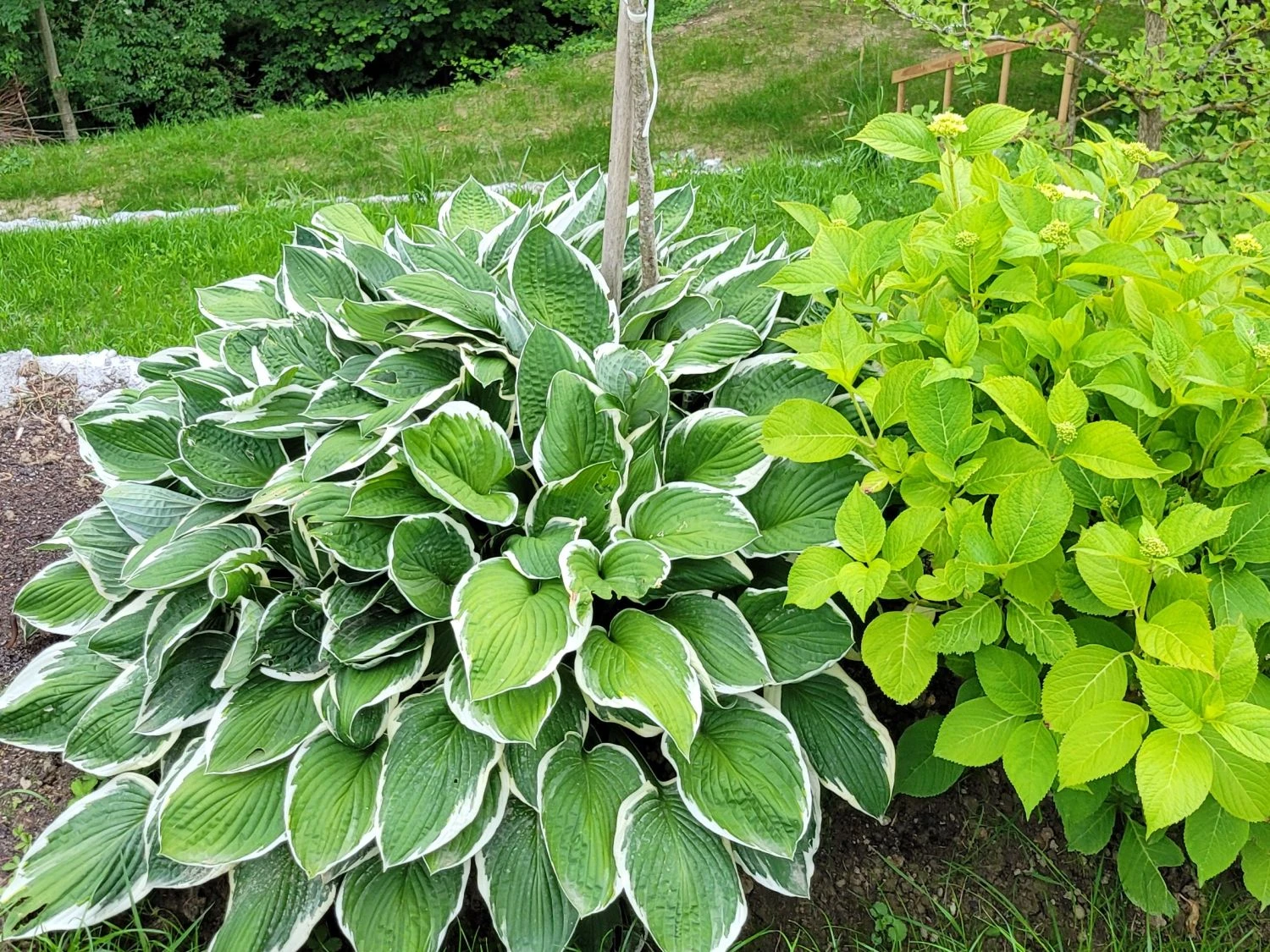 Riesen Weißrand Funkie 9 Riesen Weißrand Funkie – Bild 7