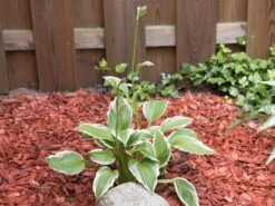 Riesen Weißrand Funkie