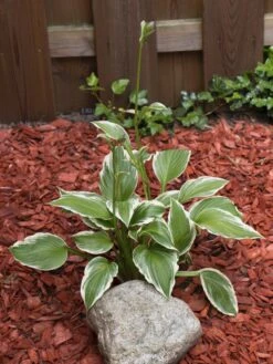 Riesen Weißrand Funkie 12 Riesen Weißrand Funkie -Günstiges Garten Zart Geschäft riesen weissrand funkie m058943 w 0