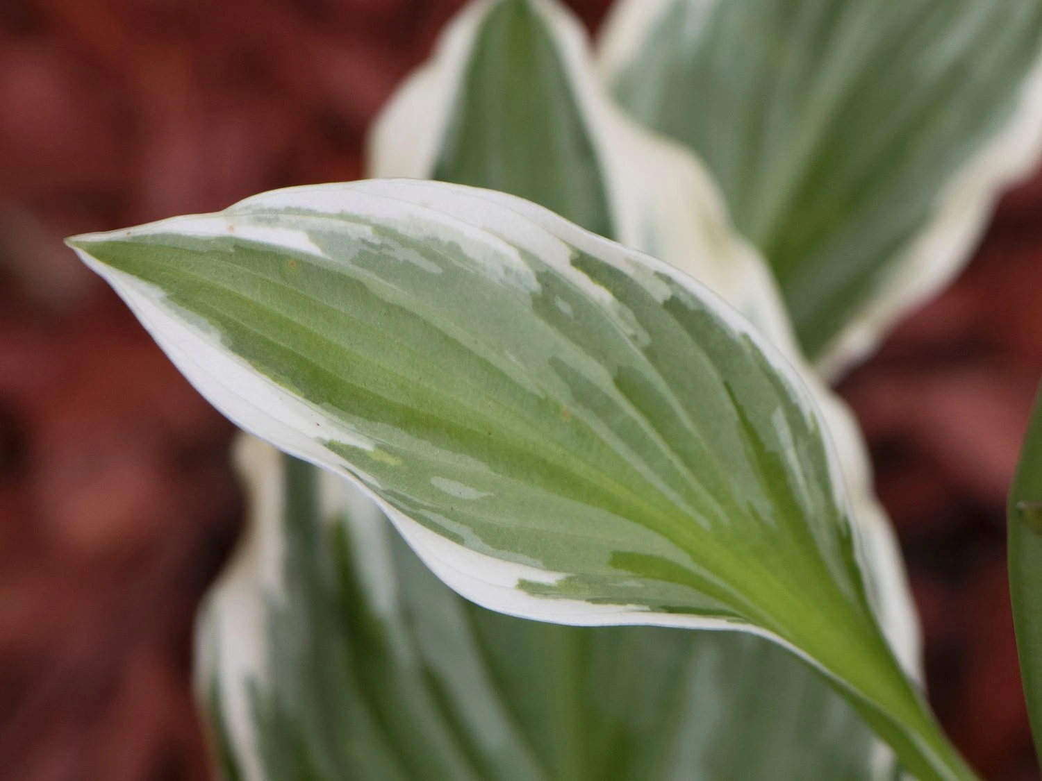 Riesen Weißrand Funkie 4 Riesen Weißrand Funkie – Bild 2