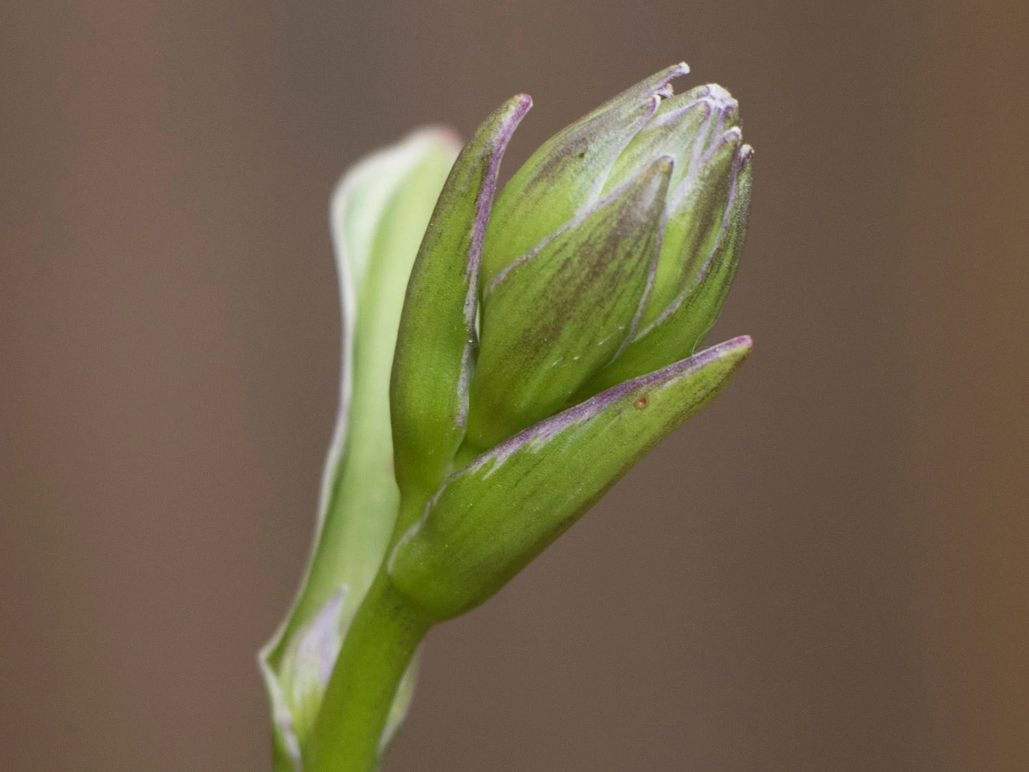 Riesen Weißrand Funkie 6 Riesen Weißrand Funkie – Bild 4