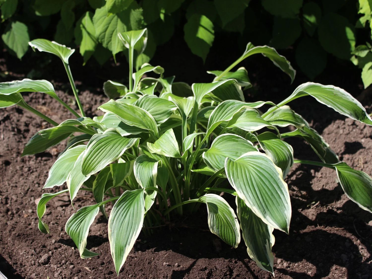 Riesen Weißrand Funkie 8 Riesen Weißrand Funkie – Bild 6