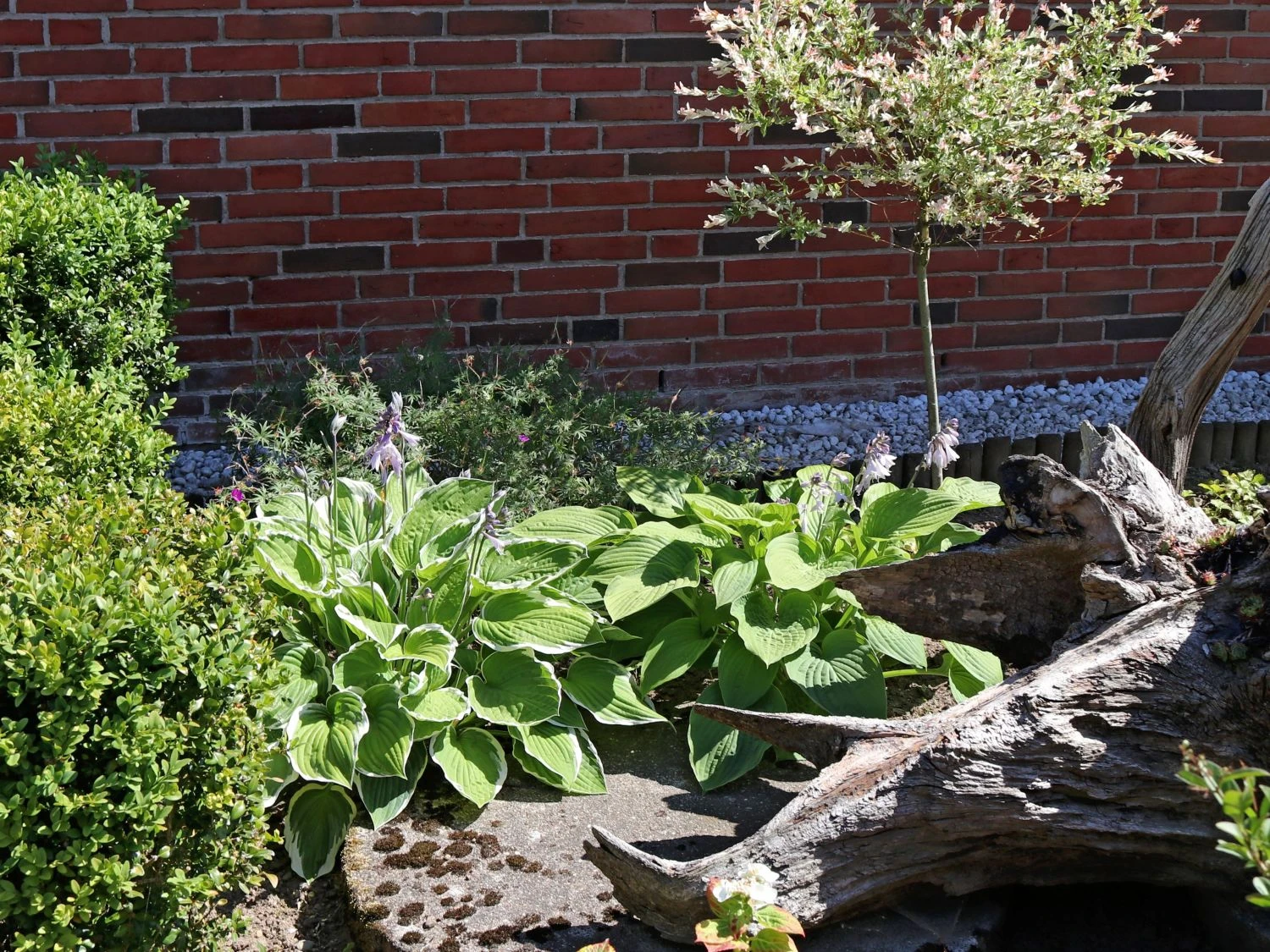 Riesen Weißrand Funkie 7 Riesen Weißrand Funkie – Bild 5