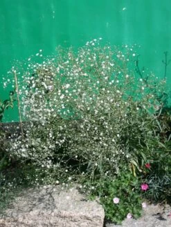 Rispiges Schleierkraut 'Bristol Fairy' -Günstiges Garten Zart Geschäft rispiges schleierkraut bristol fairy m012392 w 0