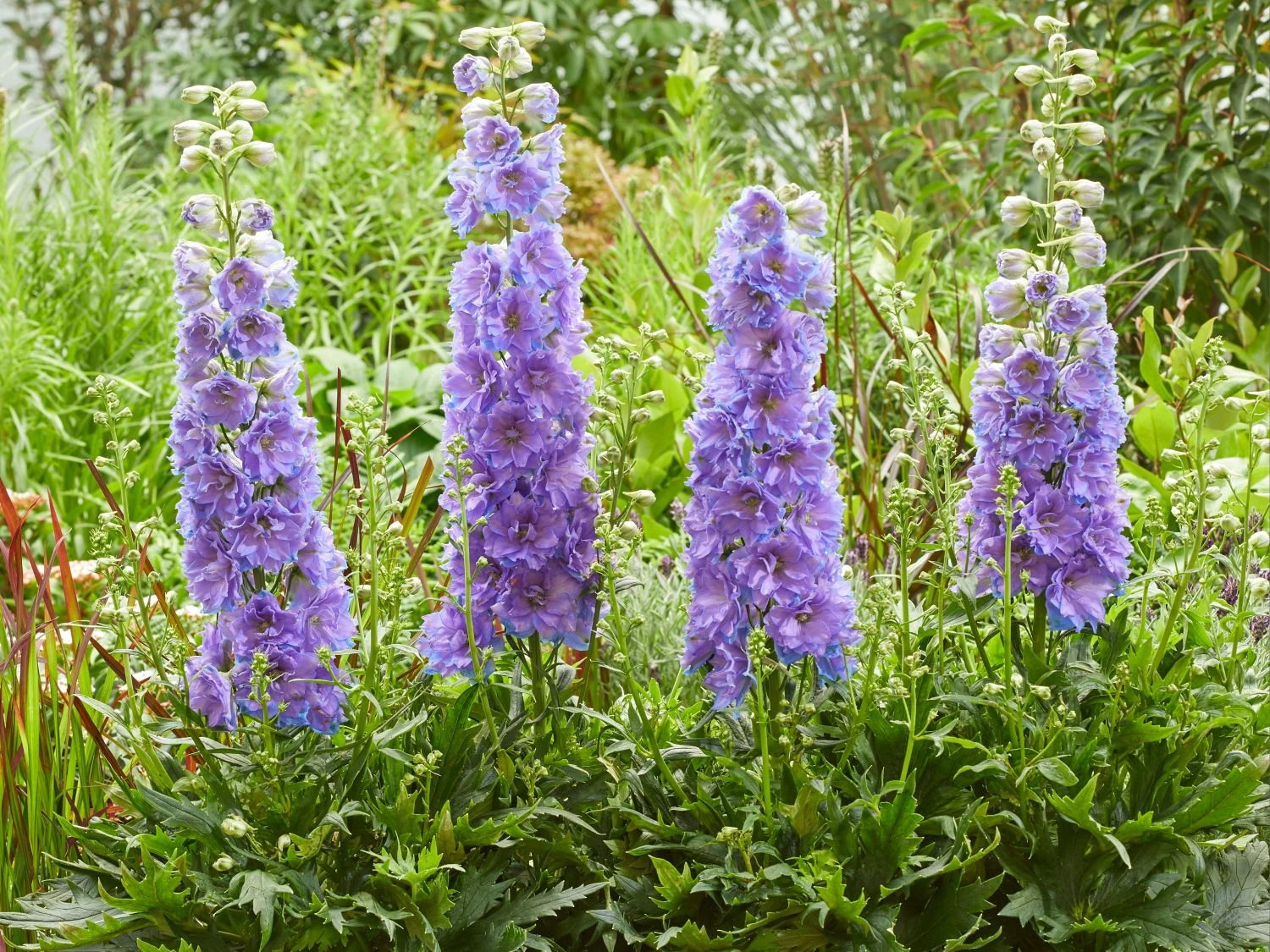 Rittersporn Delgenius ® 'Shelby' 4 Rittersporn Delgenius ® 'Shelby' – Bild 2