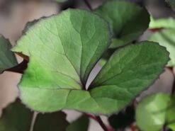 Rotblättriger Strauß Goldkolben 'Moorblut' -Günstiges Garten Zart Geschäft rotblaettriger strauss goldkolben moorblut m010956 w 1