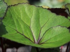 Rotblättriger Strauß Goldkolben 'Moorblut' -Günstiges Garten Zart Geschäft rotblaettriger strauss goldkolben moorblut m010956 w 2