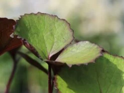 Rotblättriger Strauß Goldkolben 'Moorblut' -Günstiges Garten Zart Geschäft rotblaettriger strauss goldkolben moorblut m010956 w 3