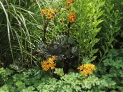 Rotblättriger Strauß Goldkolben 'Moorblut' -Günstiges Garten Zart Geschäft rotblaettriger strauss goldkolben moorblut m010956 w 4