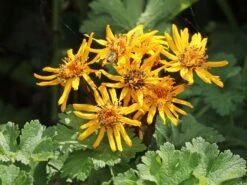 Rotblättriger Strauß Goldkolben 'Moorblut' -Günstiges Garten Zart Geschäft rotblaettriger strauss goldkolben moorblut m010956 w 5