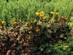 Rotblättriger Strauß Goldkolben 'Moorblut' -Günstiges Garten Zart Geschäft rotblaettriger strauss goldkolben moorblut m010956 w 6