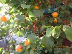 Säulen-Aprikose 'Armi-Col' -Günstiges Garten Zart Geschäft saeulen aprikose armi col m102676 658213 0